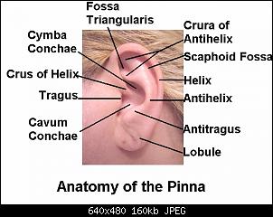 Click image for larger version. 

Name:	anatomy_of_pinna_jp.jpg 
Views:	697 
Size:	159.9 KB 
ID:	1238