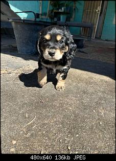 Click image for larger version. 

Name:	pup.jpg 
Views:	83 
Size:	135.7 KB 
ID:	18820