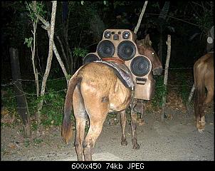 Click image for larger version. 

Name:	HiFi-Horse.jpg 
Views:	264 
Size:	73.9 KB 
ID:	195