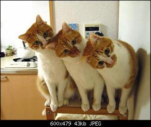 Click image for larger version. 

Name:	3-funny-cats.jpg 
Views:	2023 
Size:	43.0 KB 
ID:	456