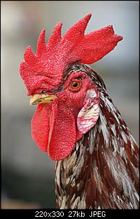 Click image for larger version. 

Name:	220px-Rooster_portrait2.jpg 
Views:	347 
Size:	27.4 KB 
ID:	953