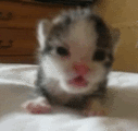 :rawr: